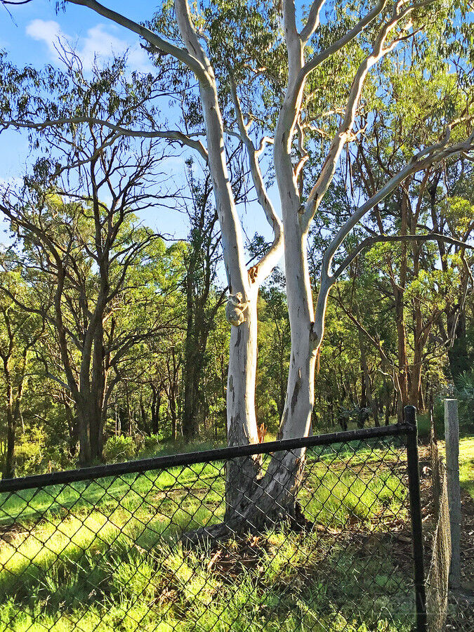 12a Albert Street, Crows Nest QLD 4355, Crows Nest - Thumbnail 2