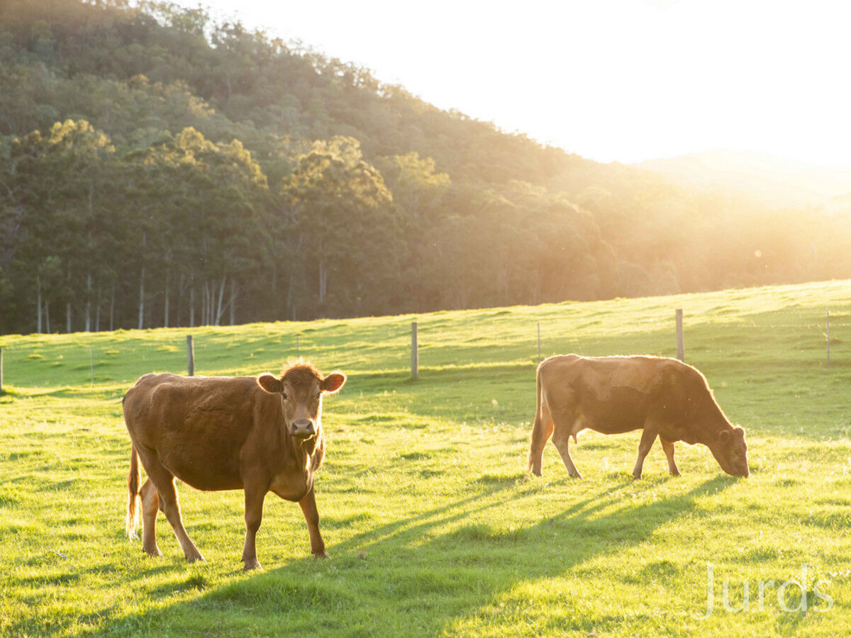 1648 Wollombi Road, Millfield, Millfield - Thumbnail 7