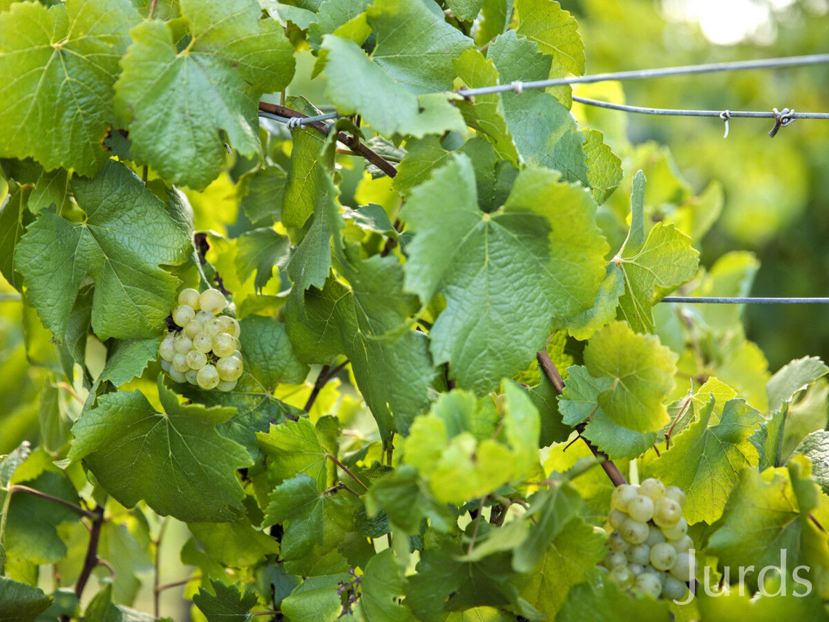 Lot 3, 2 Oakey Creek Road, Kelman Vineyard, Pokolbin