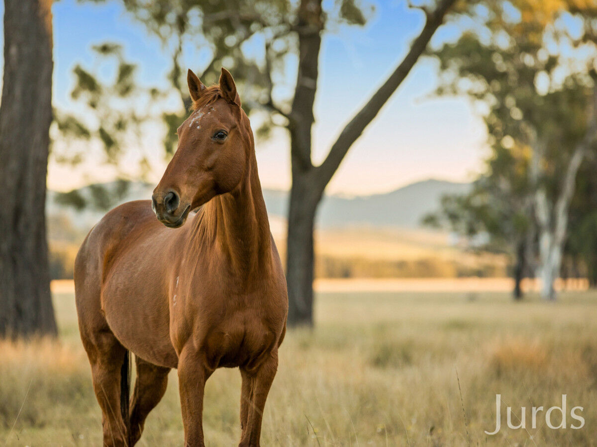 132 ACRES IN HUNTER VALLEY WINE COUNTRY, Pokolbin - Thumbnail 5