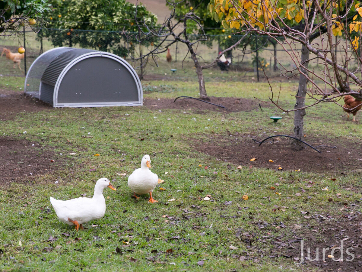 42 Londons Road, Lovedale, Lovedale - Thumbnail 2