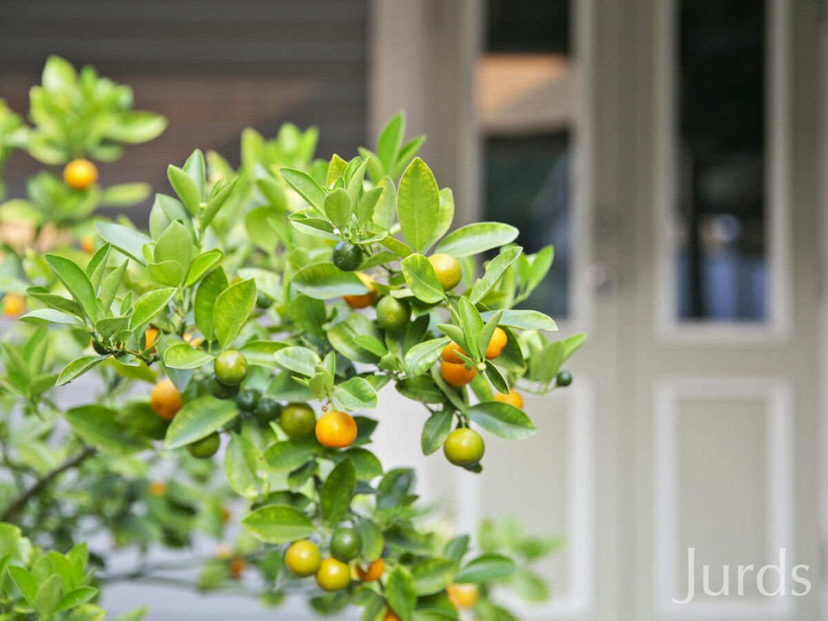 16 Palmer Street, Mulbring, Mulbring - Thumbnail 5