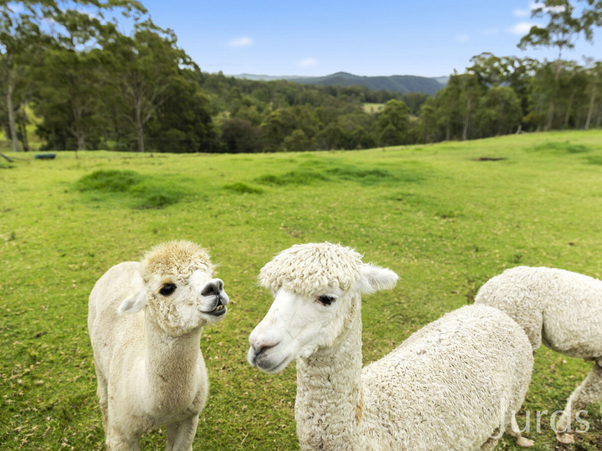 209 (Lot 26) Mount Bright Road, Mount View, Mount View - Thumbnail 7