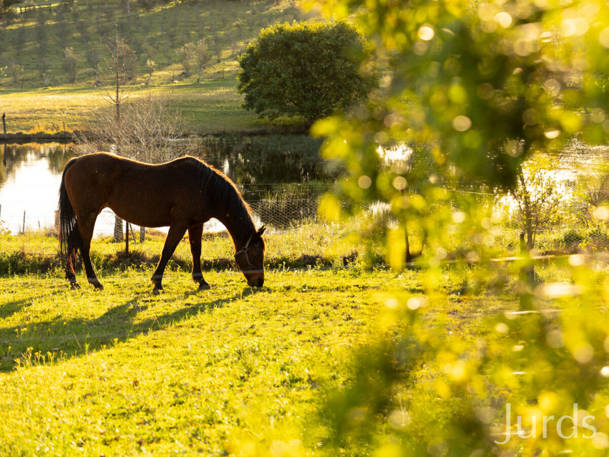 310 Talga Road, Lovedale, Lovedale - Thumbnail 7