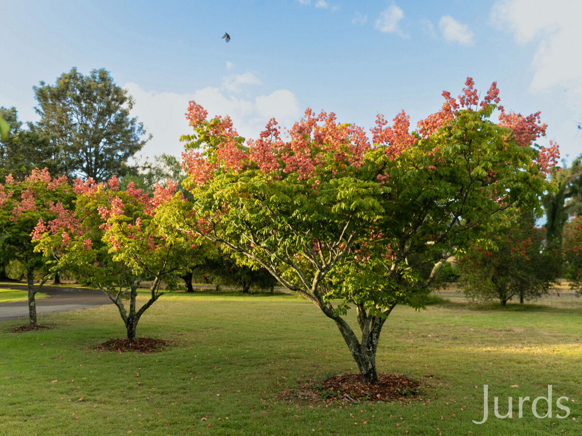 389 Wilderness Road, Lovedale, Lovedale - Thumbnail 8