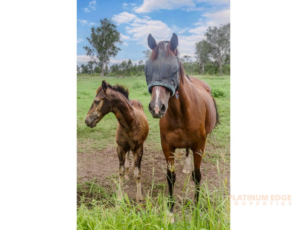 185 Hall Road, WOODHILL QLD 4285, Woodhill - Thumbnail 6