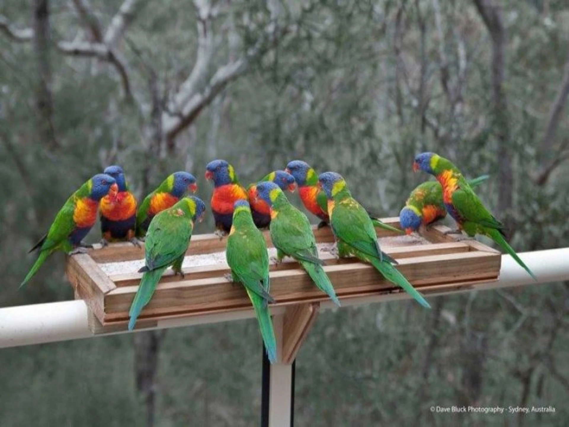 11A Yanco Close :-), FRENCHS FOREST NSW 2086, Frenchs Forest - Thumbnail 3